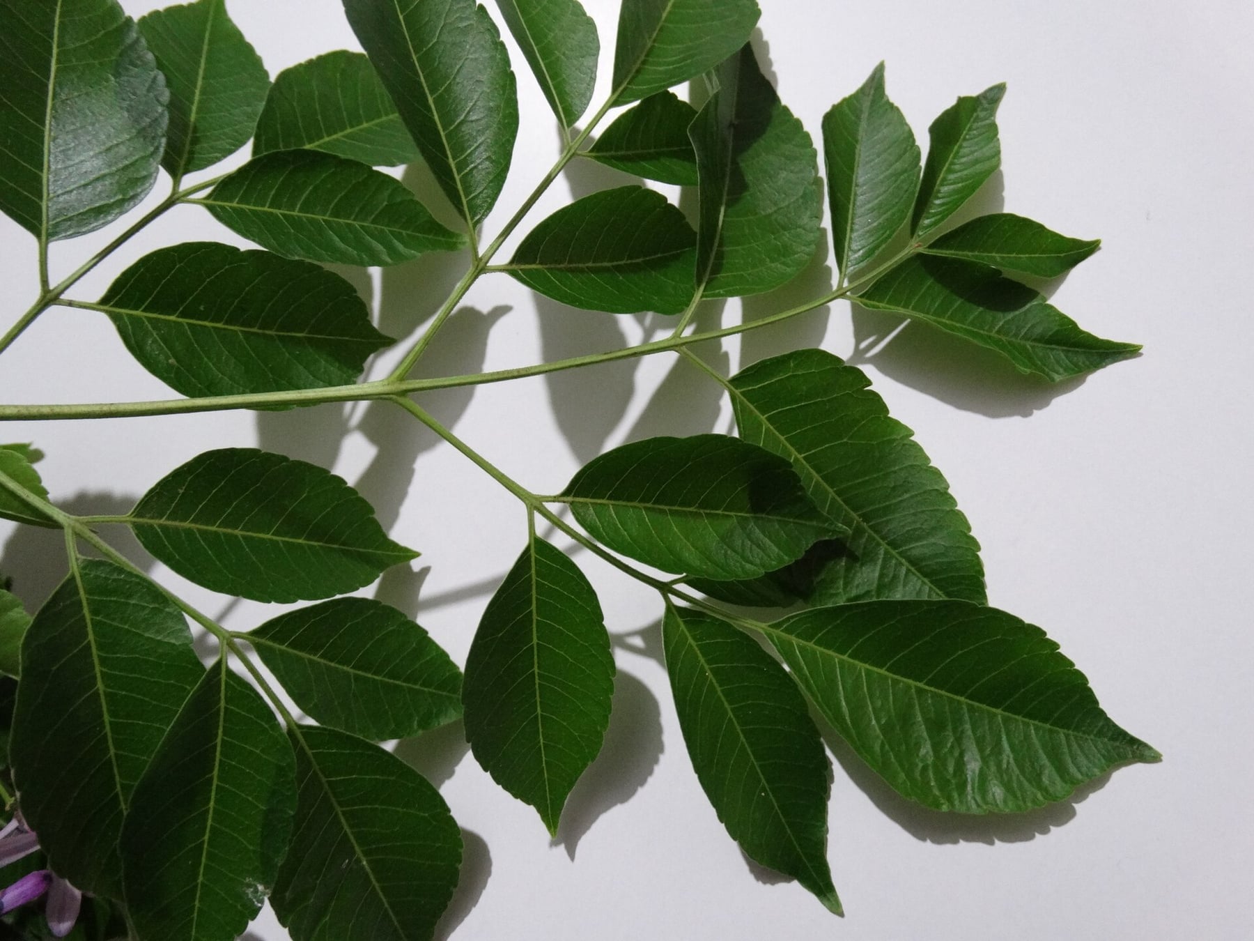 Chinaberry