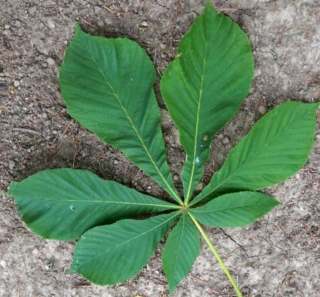 Horse chestnut