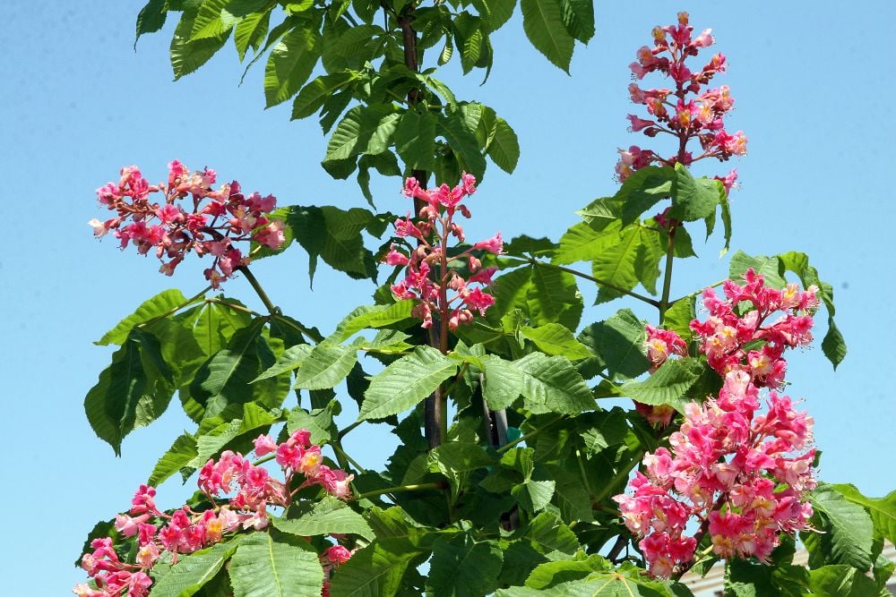 'Briotii'