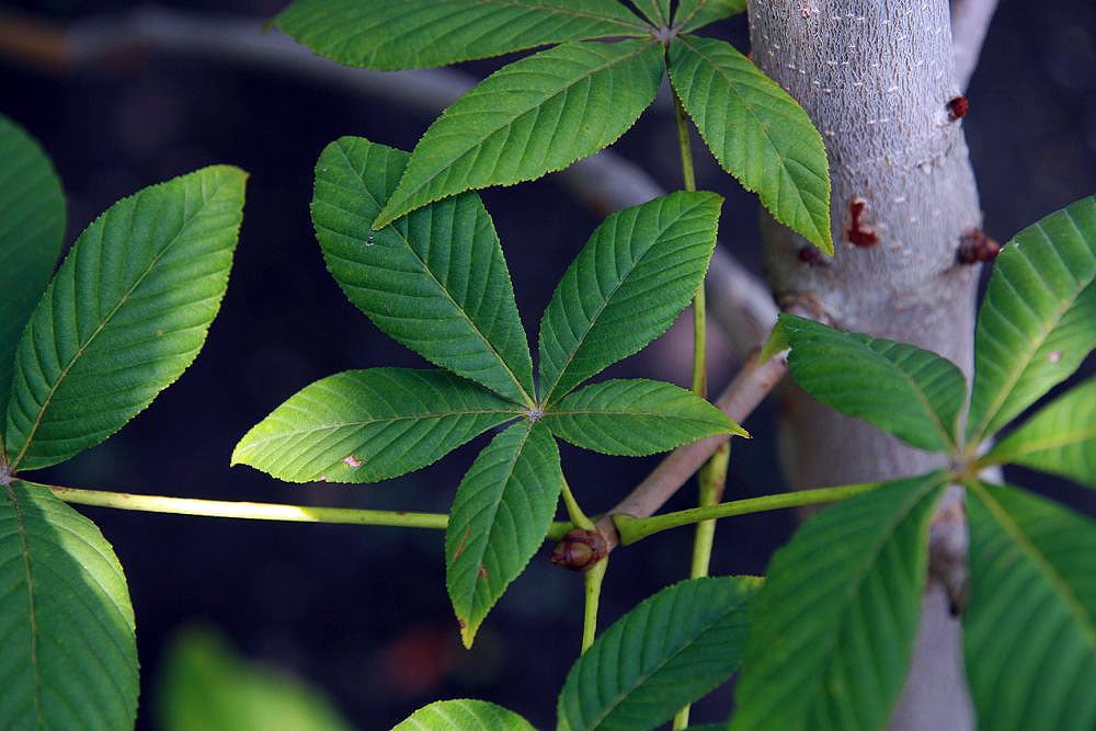 Red horse chestnut