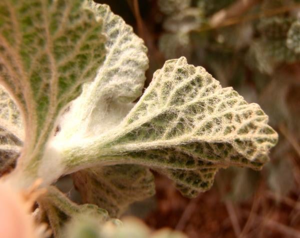 White horehound