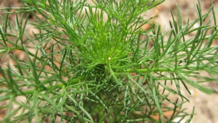 German chamomile