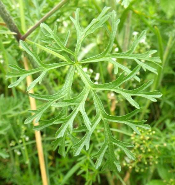 Musk mallow