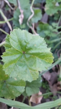 Common mallow