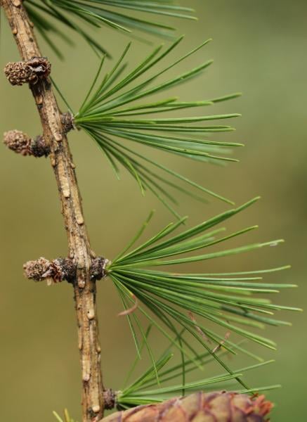 European larch