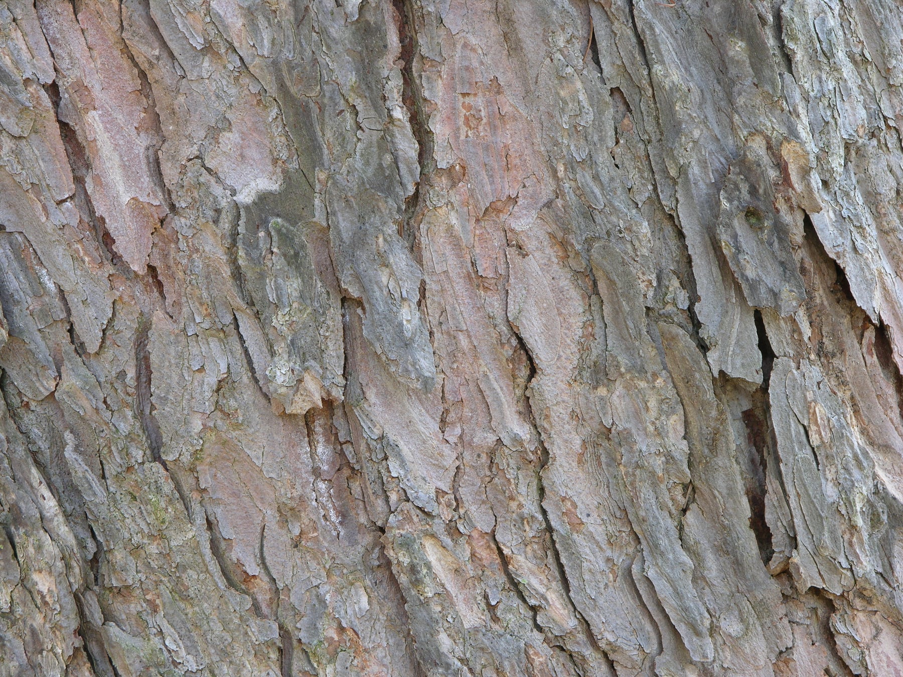 Japanese larch