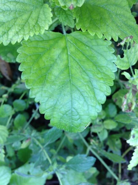 Lemon balm