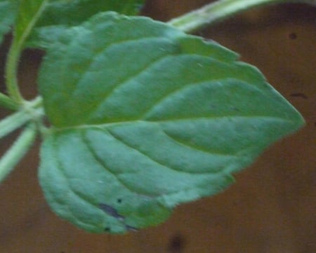 Water mint