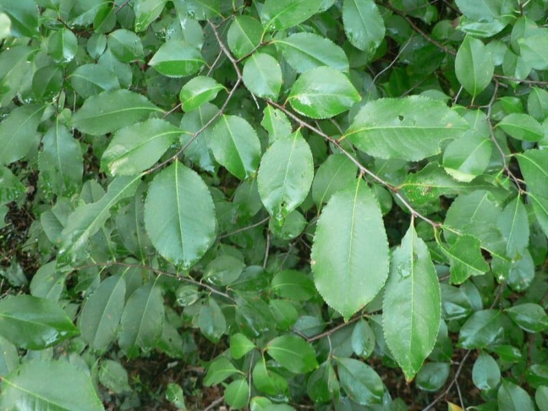 Wild cherry