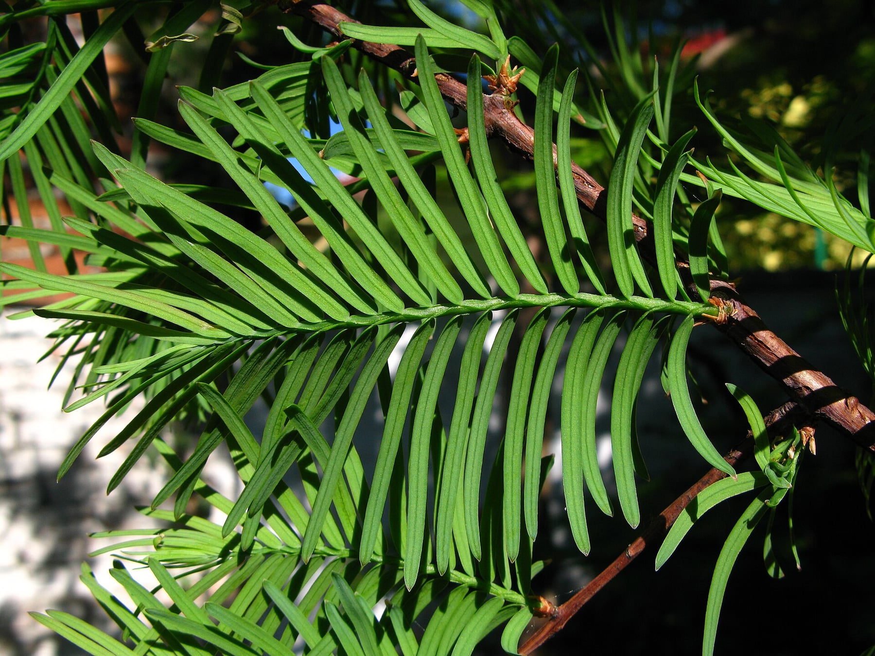 Dawn redwood
