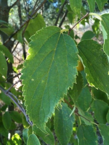 European nettle tree