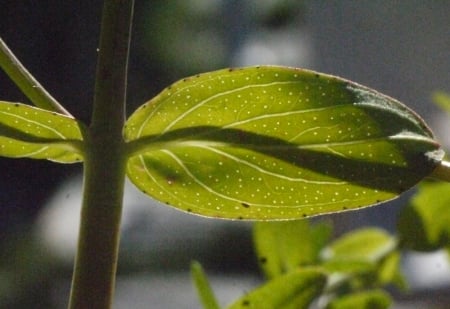 Common St John's wort