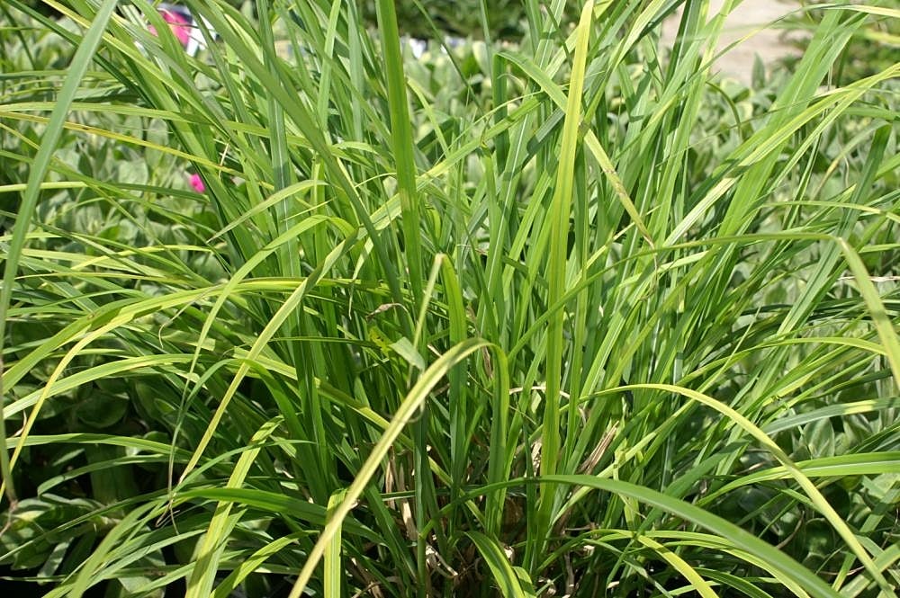 Chinese silver grass