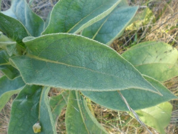 Great mullein