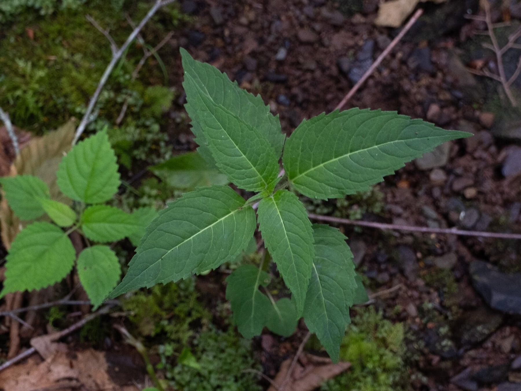 Bee balm