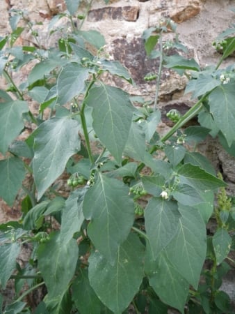 Black nightshade
