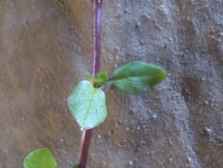 Common chickweed