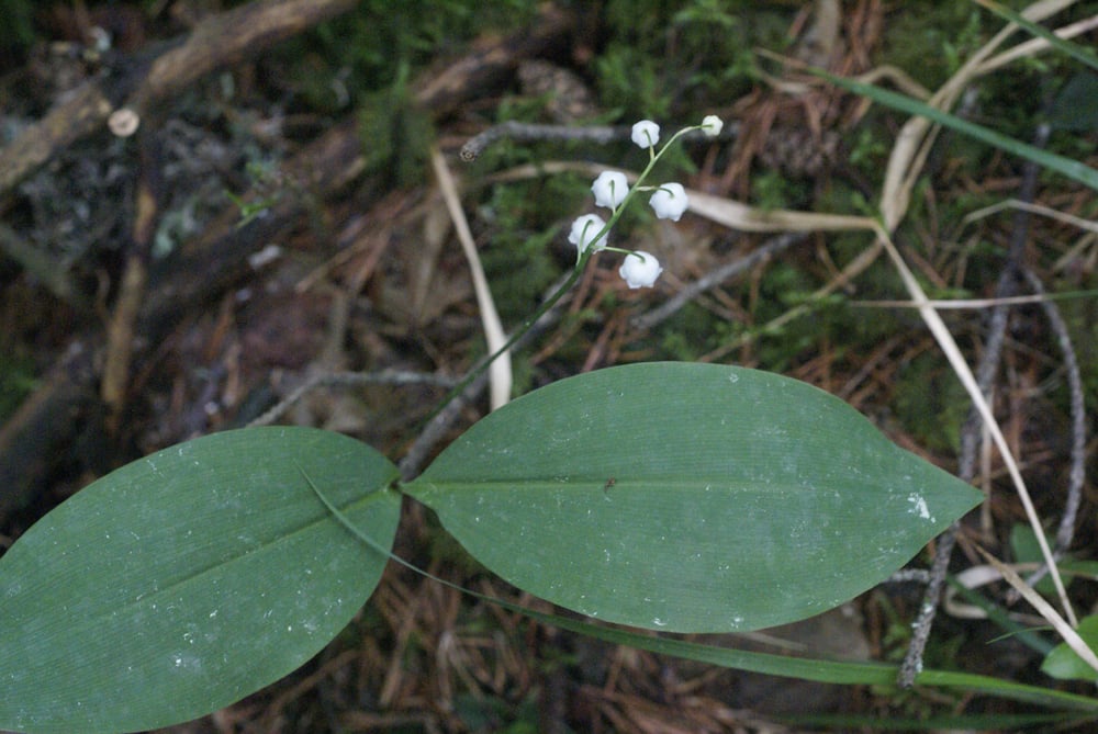 Lily of the valley
