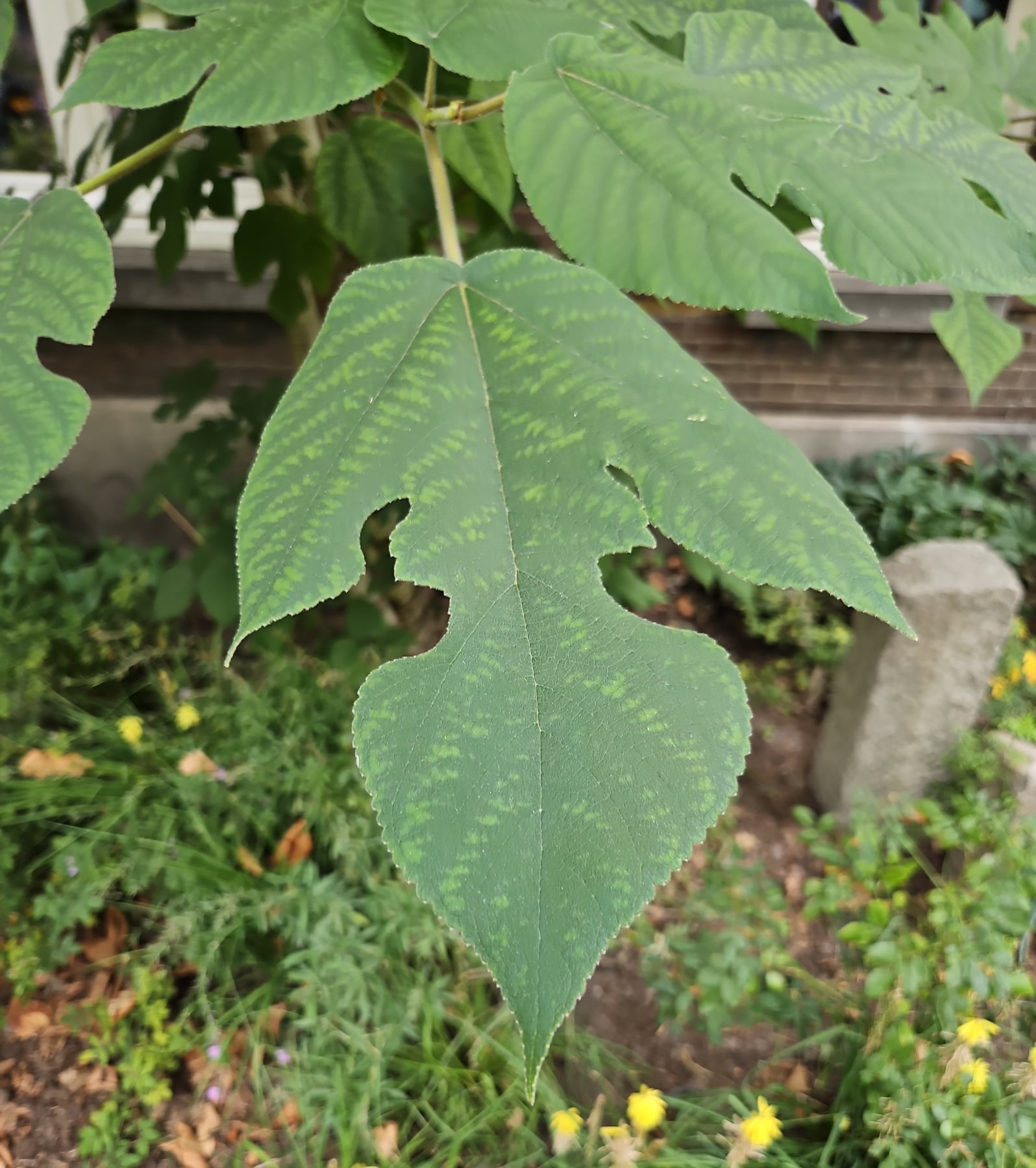 Paper mulberry