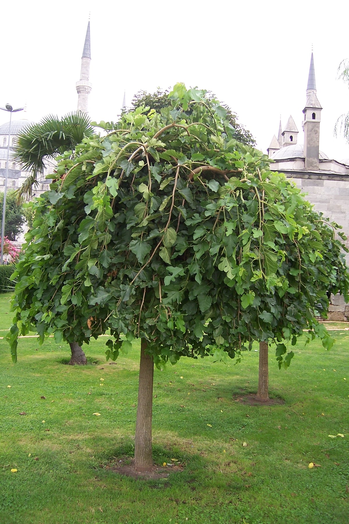 'Pendula'