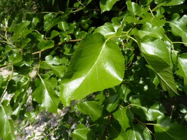 White mulberry