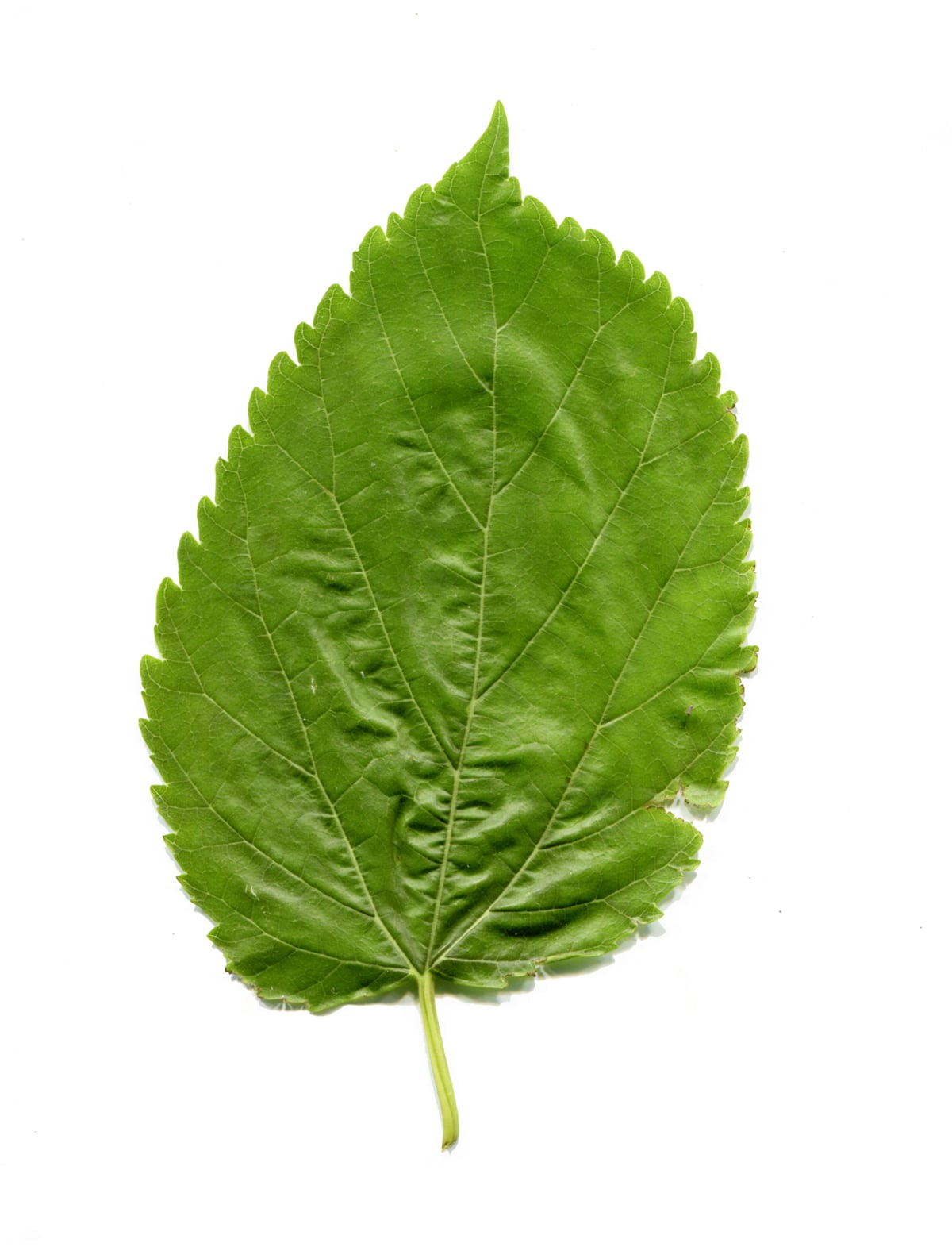 Black mulberry