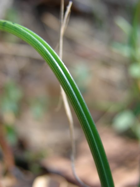Common grape hyacinth