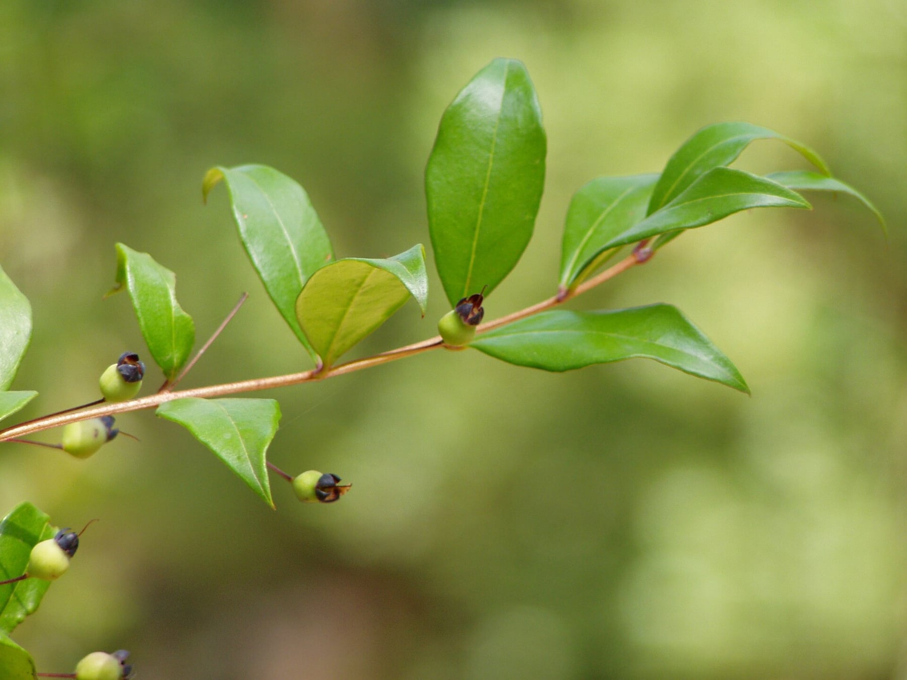 Common myrtle