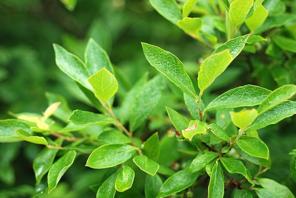 Highbush blueberry