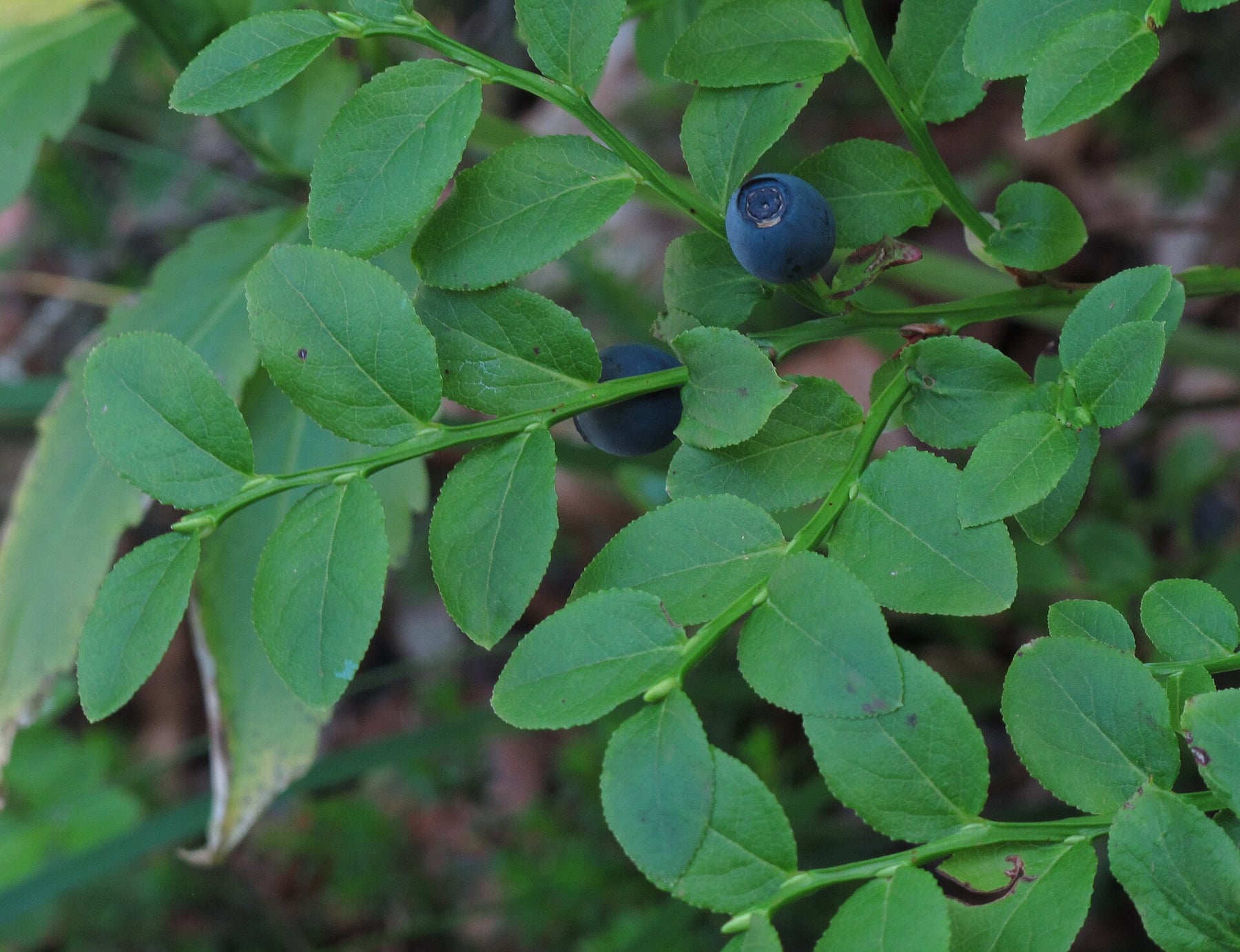 Bilberry