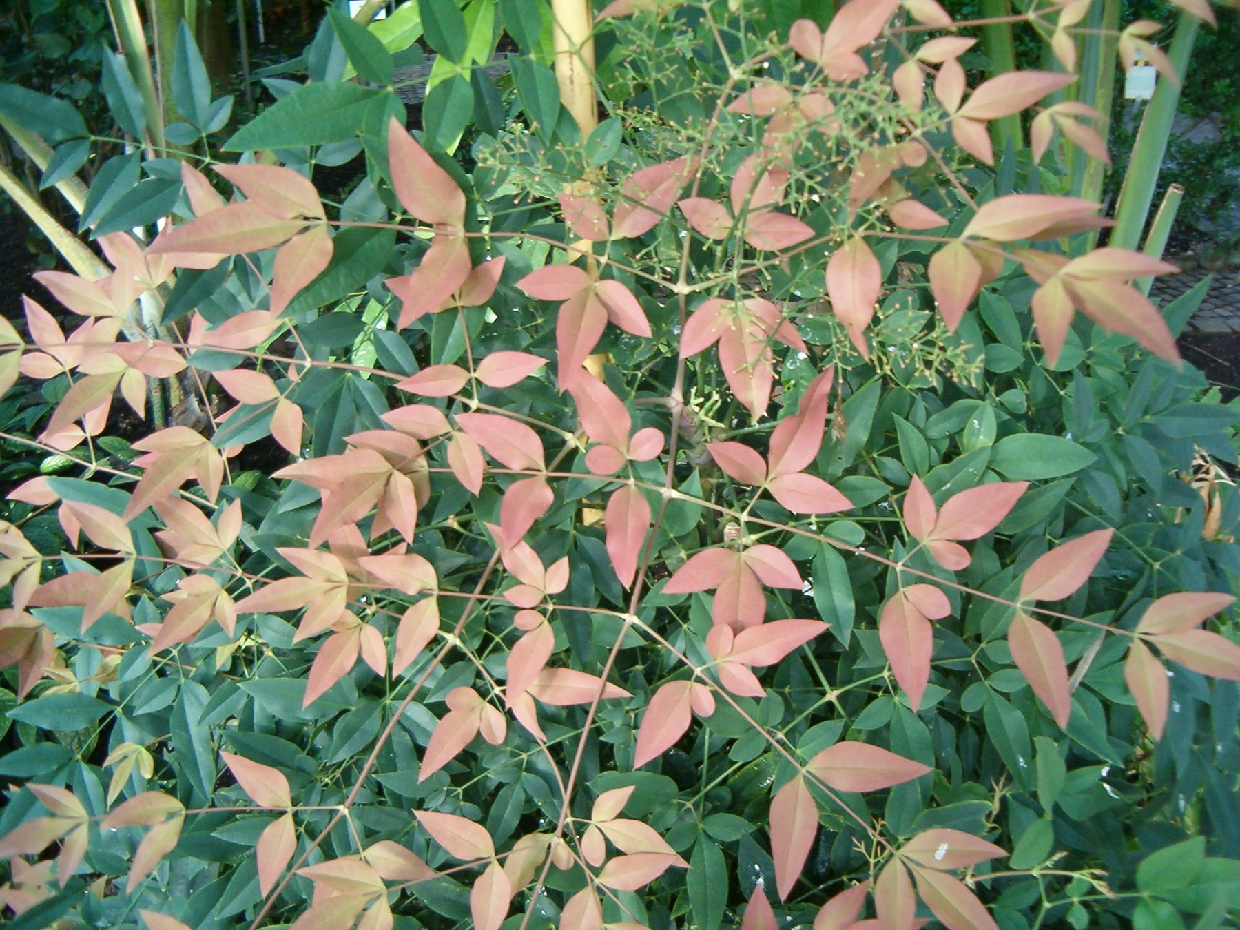 Heavenly bamboo