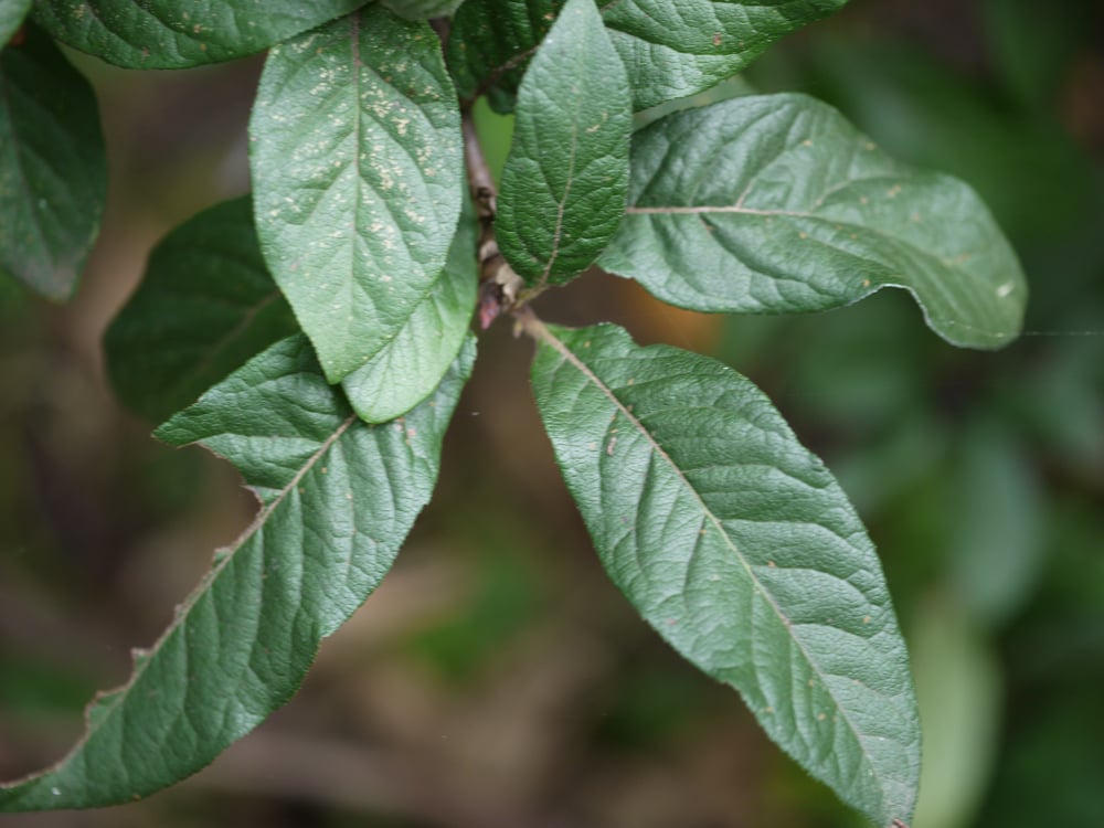 Medlar