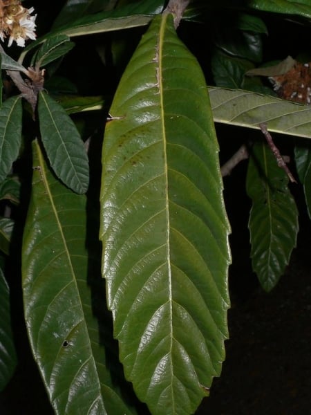 Loquat