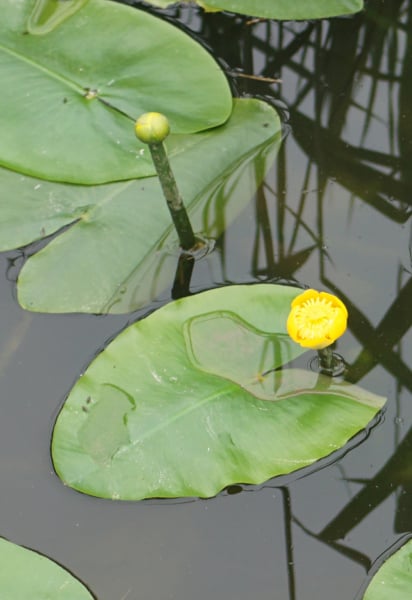 Yellow water-lily