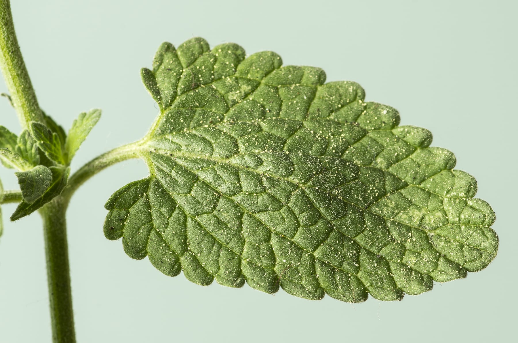 Catmint