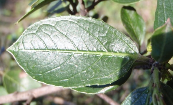 Mediterranean buckthorn