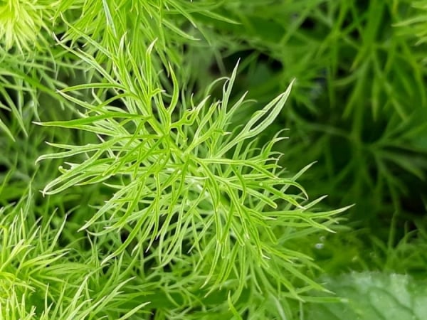 Love-in-a-mist