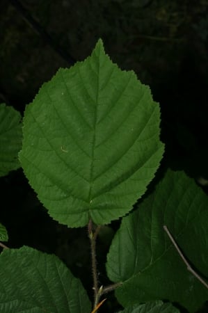 Common hazel