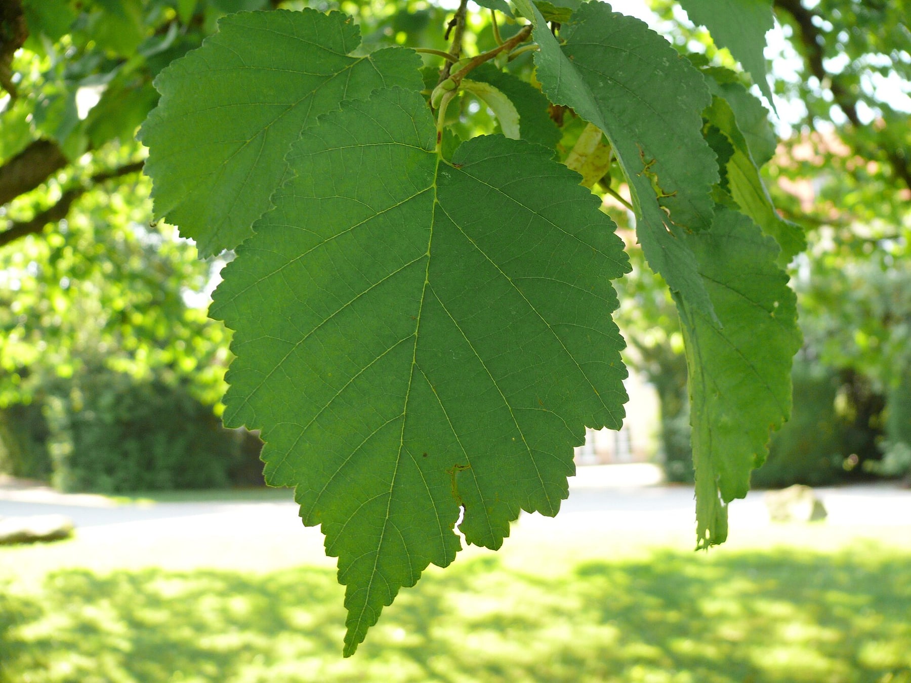 Turkish hazel