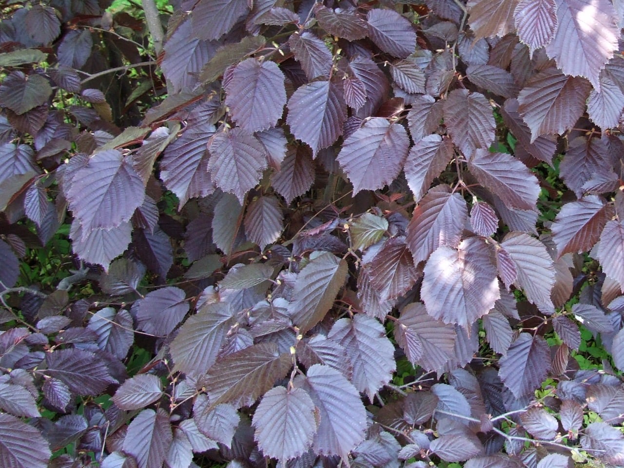 'Purpurea'