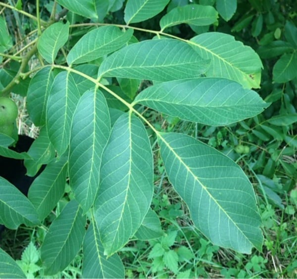 Common walnut