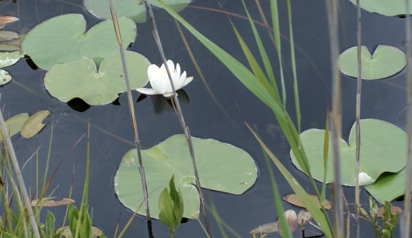White water lily