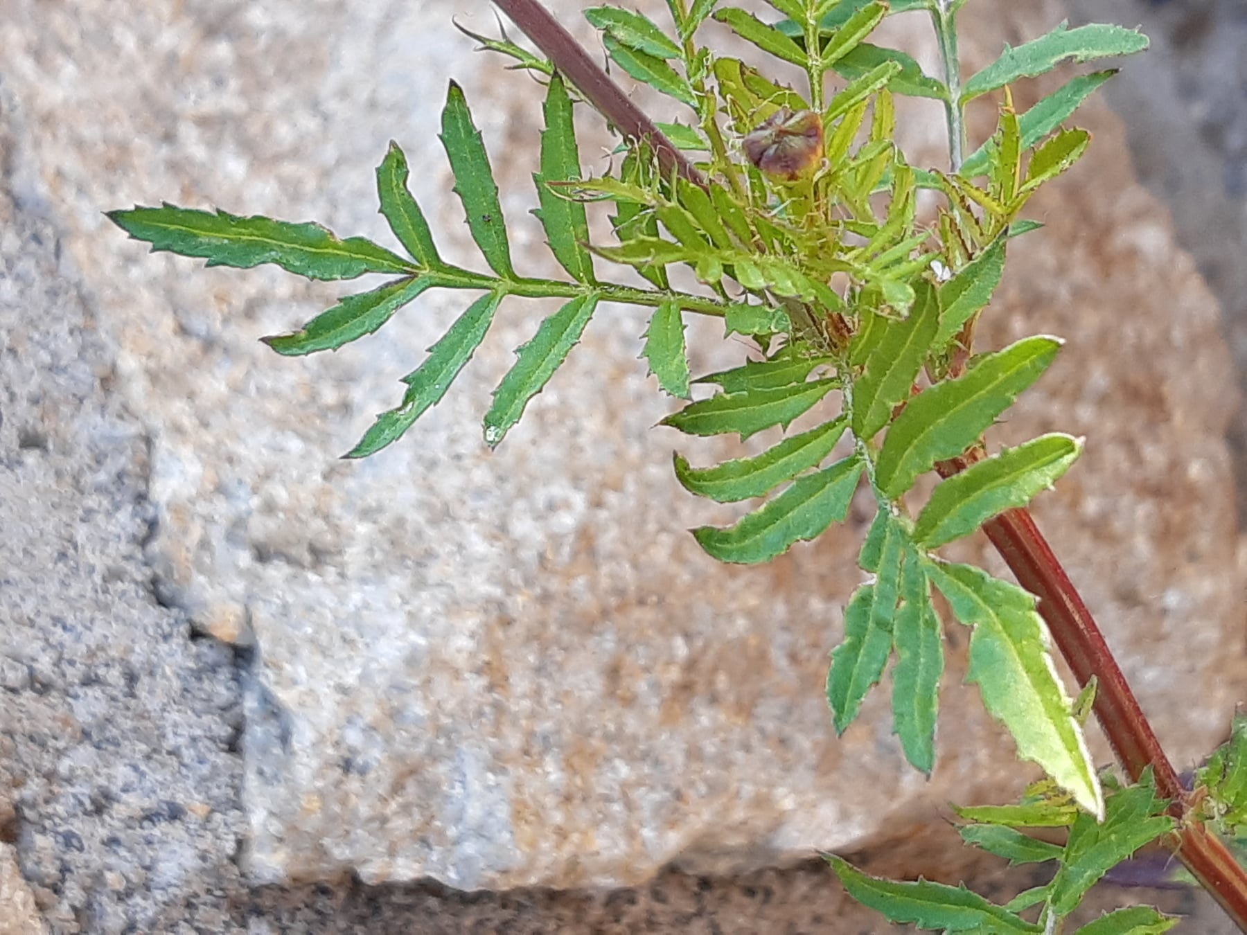 French marigold