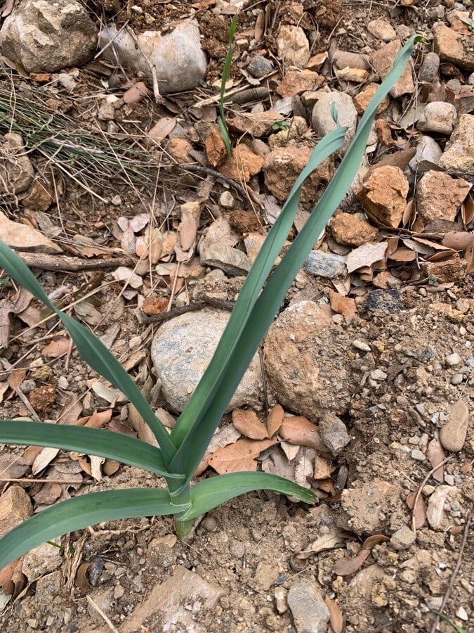 Onion