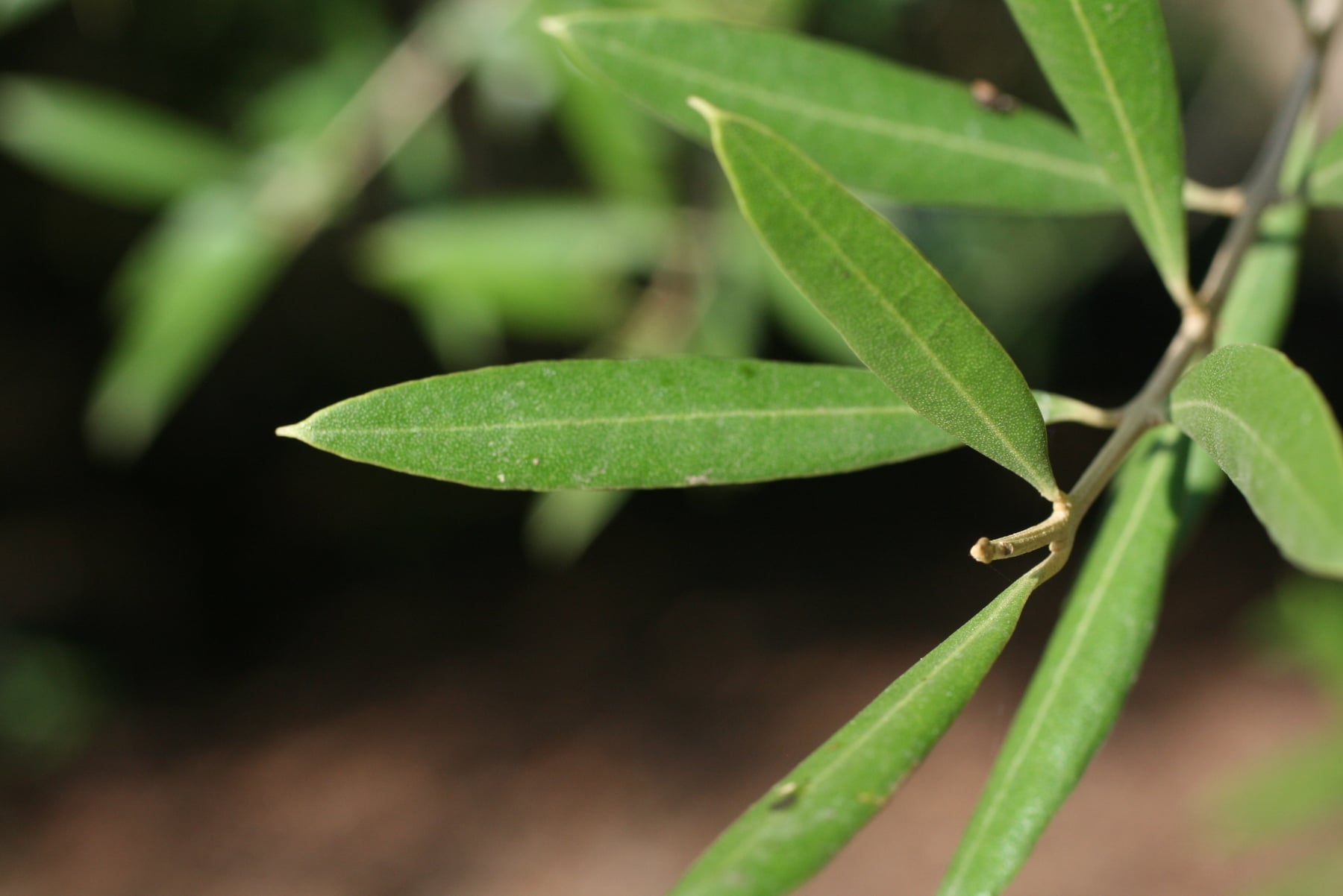 Olive