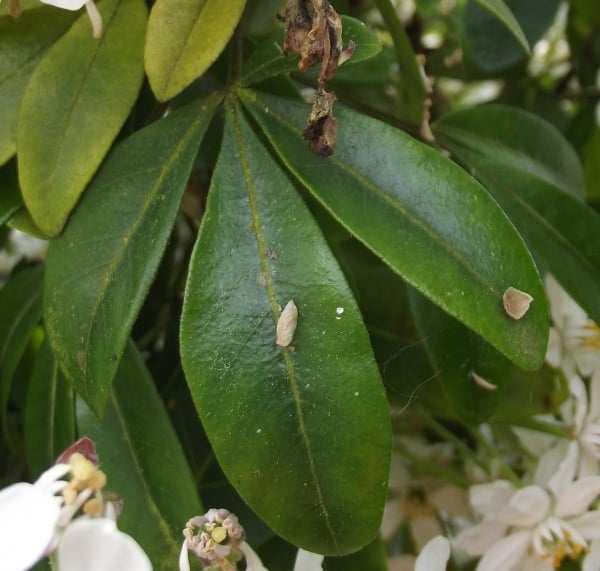 Mexican orange blossom