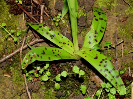 Early-purple orchid