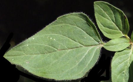 Oregano
