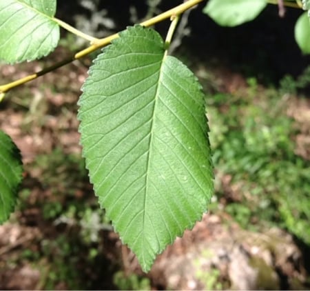Field elm