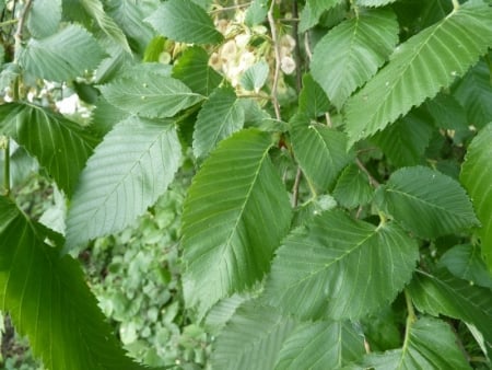 European white elm